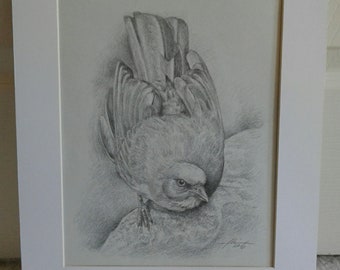 Original Wildlife Art - Bird Art, Graphite Pencil Drawing, Matted