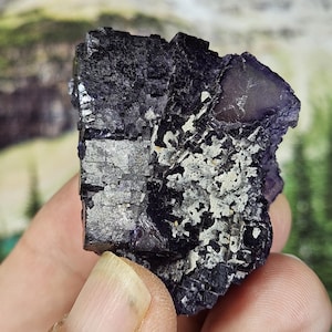 May include: A close-up of a dark purple fluorite mineral specimen. The crystalline structure has a mix of dark purple and white patches. The mineral is held in a hand, with a blurred background of green and brown.