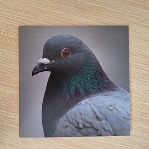 Portrait of an Urban Pigeon 150x150mm Greeting Card with White Envelope.  Blank for your own message.