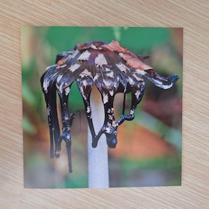 May include: A detailed image of a mushroom, featuring a dark, patterned cap and a white stem. The cap displays dark spots and streaks, with a few brown leaves. The background is blurred, showing green and brown hues.