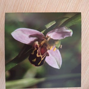 Op de afbeelding: Een close-upfoto van een orchidee. De bloem heeft lichtroze bloemblaadjes en een donkerbruin en geel patroon in het midden. De achtergrond is wazig groen.