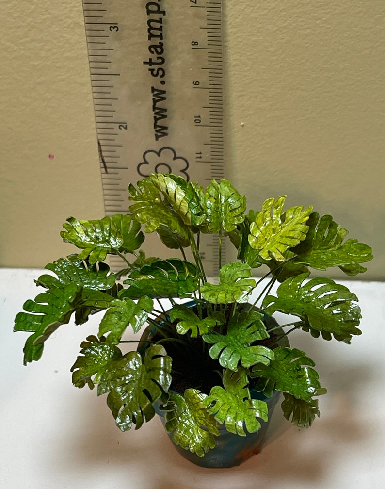 1:12 1/6 scale miniature dollhouse garden Monstera deliciosa houseplant in glazed terra cotta pot image 3