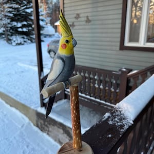 Cockatiel Parrot wood carving