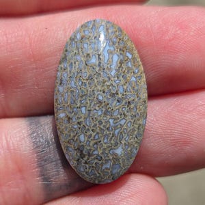 Dino Gem Bone Cabochon