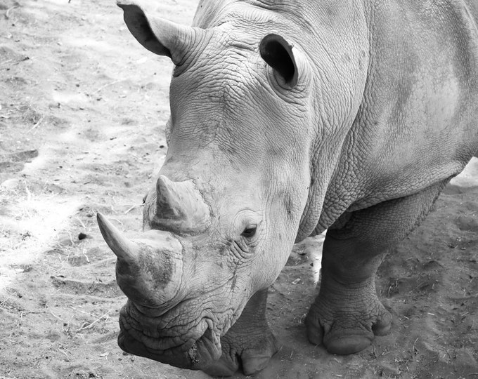 Southern White Rhinoceros Printable Artwork Digital Download Get it Today