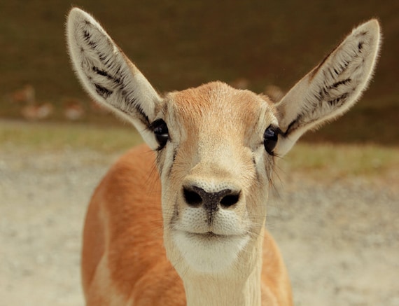 Baby Gazelle Fine Art Print Or Canvas Gallery Wrap Etsy