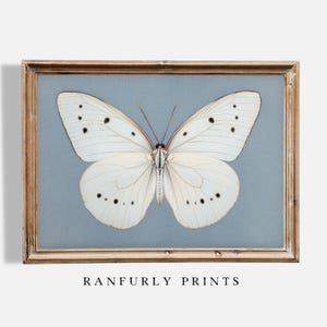 May include: A framed print of a white butterfly with black markings on a light blue background. The frame is a light wood color. The print is titled "RANFURLY PRINTS".