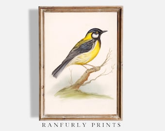 Lámina vintage de pájaro amarillo: Arte mural botánico estilo cottagecore (descarga digital)