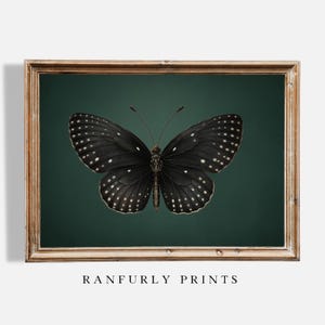 Pode incluir: Impressão emoldurada de uma borboleta preta com manchas brancas sobre um fundo verde escuro. A borboleta está centrada, com as asas abertas. A moldura é de cor castanho claro, com o texto "RANFURLY PRINTS" na parte inferior.
