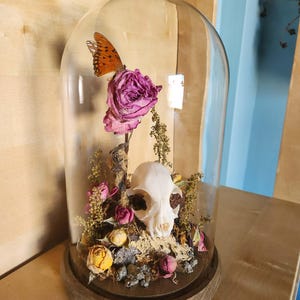 May include: A glass dome cloche with a wooden base containing a small white animal skull, a large dried pink rose, smaller yellow and pink dried flower buds, green foliage, and an orange butterfly with black spots perched on the rose.