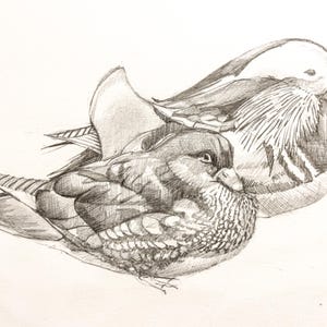 May include: Pencil sketch of two mandarin ducks. The ducks are depicted in a detailed, realistic style, with careful shading and attention to feather detail. The ducks are in a resting pose, with one duck nestled against the other.