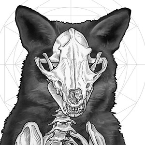Red Fox, Skeletal X-Ray Original Art Print by Jason Kreiger