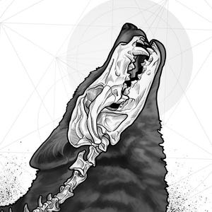 Gray Wolf, Skeletal X-Ray Original Art Print by Jason Kreiger