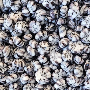 May include: A close-up of a collection of white and black glass marbles. The marbles are round and have a swirling pattern.