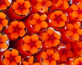 COE 96 Murrini Flower: Magic Mandarin - 1 oz Cane/Sticks