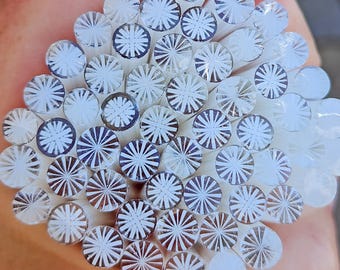 coe 90 Starburst: White Clear - 1 oz Murrini Murrine Millefiori Vitrigraph Cane- MINZABELLA MURRINI by Glassworks Northwest