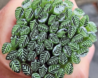 coe 90 Med Leaf: Olivine Green - 1 oz Murrini Murrine Millefiori Vitrigraph Cane - MINZABELLA MURRINI by Glassworks Northwest