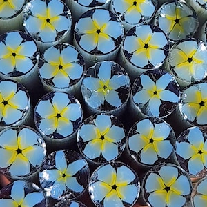 COE 96 Handgjord blommamurrini "Ljusblå förgätmigej" | 30 ml sockerrör | Oceanside-kompatibelt smältglas för fusing, smycken, mosaik