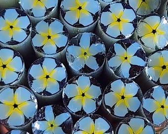 COE 96  Murrini Flower: Pale Blue Forget-Me-Not - 1 oz Cane/Sticks