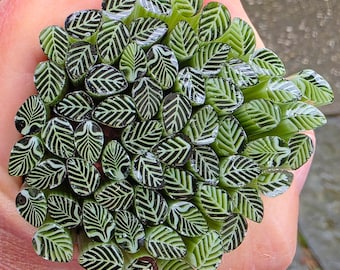 COE 90 Murrini Leaf: Rage for Sage - 1 oz Cane/Sticks