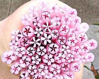 coe 90 Flower: The Prettiest of Them All - 1 oz Murrini Murrine Millefiori Vitrigraph Cane- MINZABELLA MURRINI by Glassworks Northwest