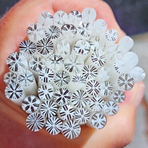 coe 90 Snowflake Mix: Snow Day - 1 oz Murrini Murrine Millefiori Vitrigraph Cane- MINZABELLA MURRINI by Glassworks Northwest