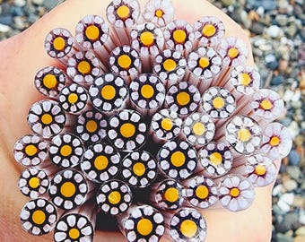 coe 90 Flower: Gotta Love Purple - 1 oz Murrini Murrine Millefiori Vitrigraph Cane- MINZABELLA MURRINI by Glassworks Northwest