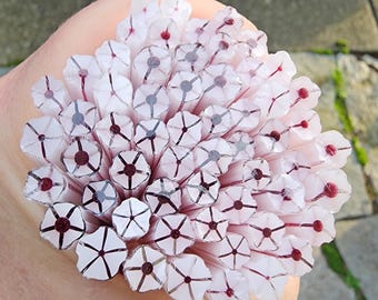 coe 96 Flower: Mulberry - 1 oz Murrini Murrine Millefiori Vitrigraph Cane - MINZABELLA MURRINI by Glassworks Northwest