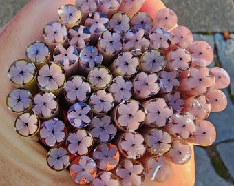 coe 90 Flower: Lilac Bliss - 1 oz Murrini Murrine Millefiori Vitrigraph Cane - MINZABELLA MURRINI by Glassworks Northwest