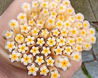 coe 90 Flower: Hawaiian Plumeria - 1 oz Murrini Murrine Millefiori Vitrigraph Cane - MINZABELLA MURRINI by Glassworks Northwest