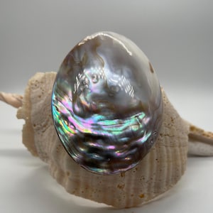Puede incluir: Una pieza de concha de abulón de forma ovalada con una superficie pulida e iridiscente que muestra colores arremolinados de verde, morado y azul. La concha está montada sobre una base de concha porosa, de color blanco roto, con textura rugosa.