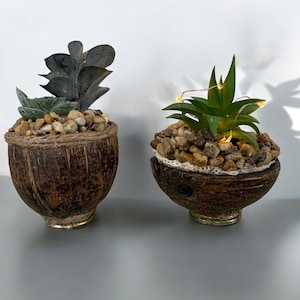 handmade Coconut shell planter with artificial succulent.home decoration , plant pot, natural material, indoor plants ,0 waste .