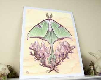 Luna Moth 11x14 Fine Art Giclee Print