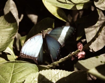 Blue and Black Butterfly Color Photo Nature Outdoor