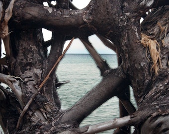 Looking Through Dead Tree Lake Superior Michigan Color Photo Outdoor Nature
