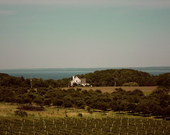 Landscape Vineyard Color Nature Photo