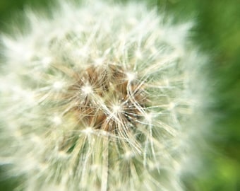 Dandelion Close Up, Original Fine Art Photography Nature Home Decor Gift Icon