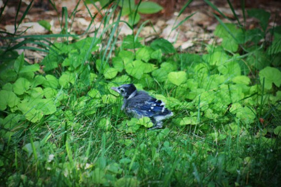 Baby Blue Jay Bird Color Photo Nature Free Us Shipping Etsy Baby Blue Jay Bird Color Photo Nature Free Us Shipping Etsy