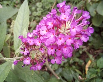 Gardening Granny S Gardening Pages Buddleia Butterfly Bush