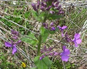 50 seeds money plant lunaria biennis Free Shipping
