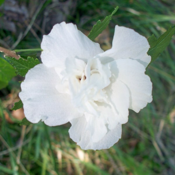white rose of sharon seeds Free Shipping