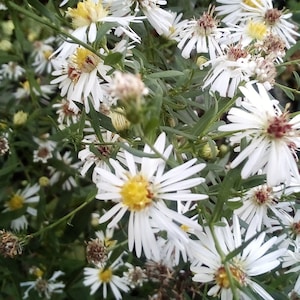 frost aster seeds Symphyotrichum Pilosum Free Shipping