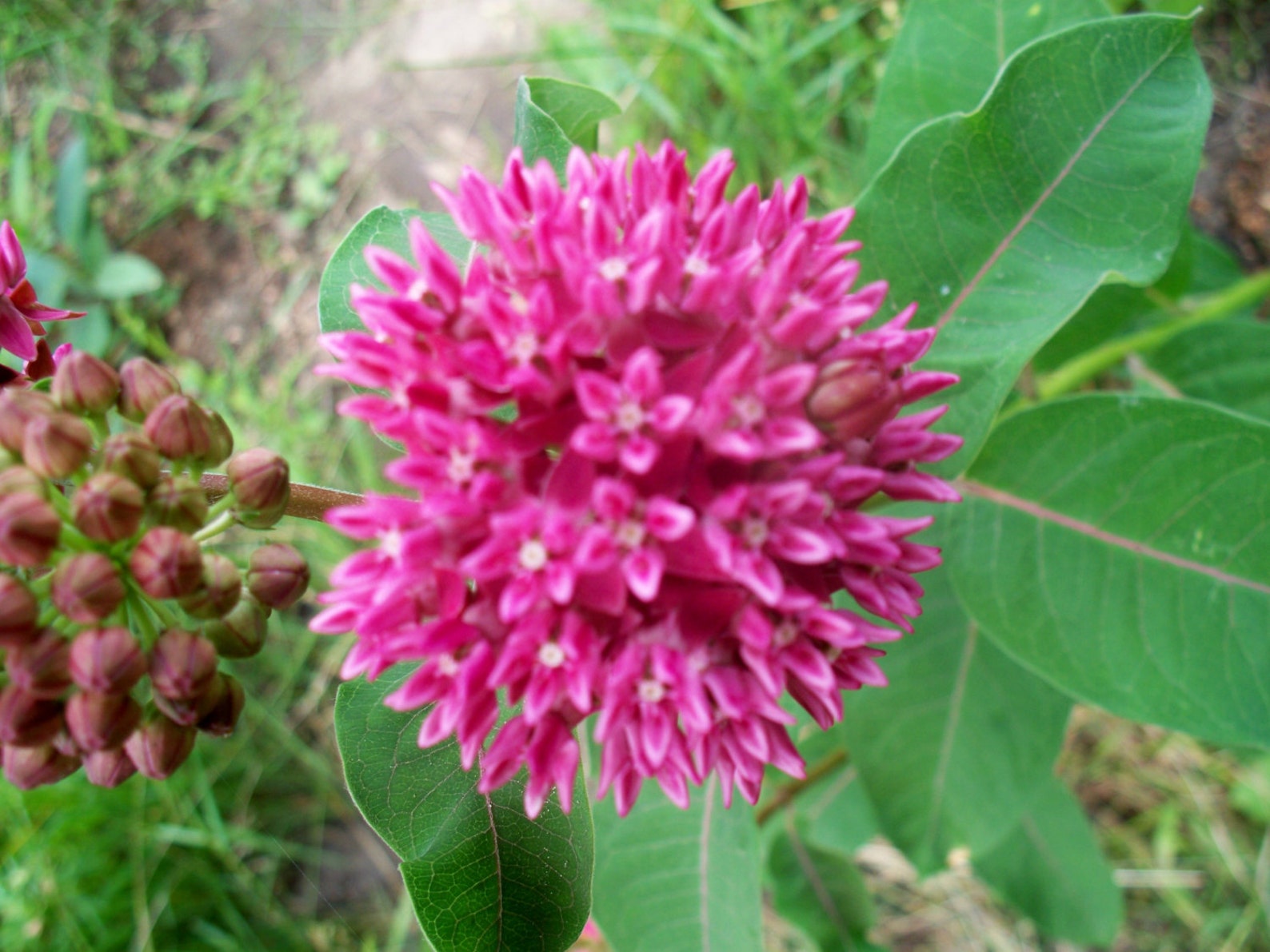 3 seeds purple milkweed asclepias purpurascens rare Free Etsy