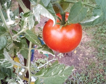 variegated tomato seeds heirloom