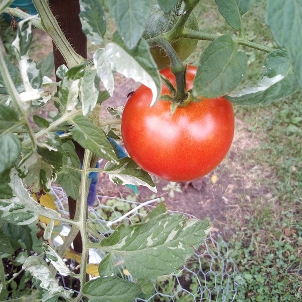 variegated tomato seeds heirloom Free Shipping