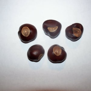 May include: Five smooth, dark brown horse chestnuts arranged in a cluster. Each seed features a distinct, light tan, circular or oval-shaped patch on its surface. The seeds have a glossy, polished appearance and rounded, irregular shapes.