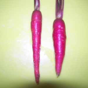 30 seeds dragon carrot heirloom Free Shipping