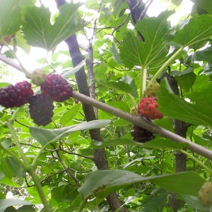 red mulberry tree seeds Free Shipping