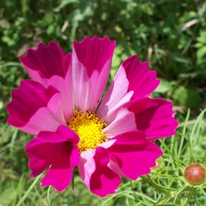 20 seeds cosmos seashells Free Shipping