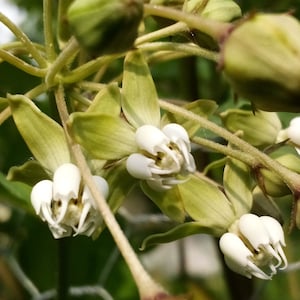 5 seeds poke milkweed Asclepias Exaltata rare Free Shipping